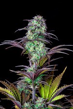 Original Auto Blueberry autofem (FsBd) (25 шт.)