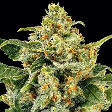 Skunk #1 fem (Brn) (3 шт.)