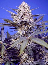 Pineapple Slush XL Auto autofem (SwS) (3+1 шт.)
