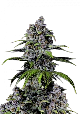 Purple Lemonade FF (FsBd) (10 шт.)