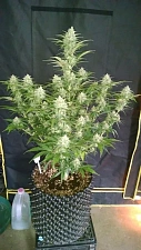 Grapefruit Matic autofem (FsBd) (10 шт.)