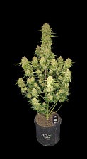 Guava Auto autofem (FsBd) (10 шт.)