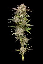 California Haze fem (HmbS) (3 шт.)