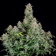 Forbidden Runtz autofem (FsBd) (5 шт.)