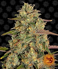 Amnesia Lemon fem (Brn) (10 шт.)
