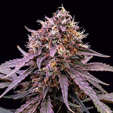 Guava Runtz Auto autofem (FsBd) (1 шт.)