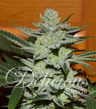 Unknown Kush (Delicious Seeds) - 3шт.