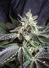 Black Jack fem (SwS) (3+1 шт.)