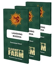 Laughing Buddha fem (Brn) (3 шт.)