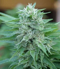 Moby Delicious (Delicious Seeds) - 3шт.