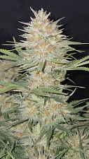 Z-Up Auto autofem (FsBd) (1 шт.)