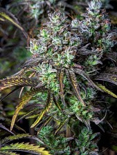 Original Auto Big Bud autofem (FsBd) (1 шт.)