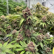 Auto Cherry Cola feminised Ganja Seeds (7 шт.)