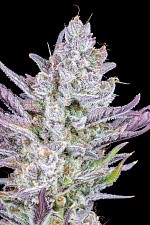 Wedding Glue Auto autofem (FsBd) (3 шт.)