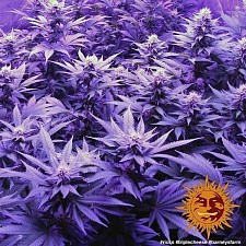 Triple Cheese fem (Brn) (5 шт.)
