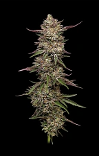 Guzzlerz fem (HmbS) (3 шт.)