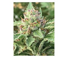 Apple Blossom fem (HmbS) (5 шт.)