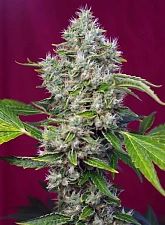 San Fernando Lemon Kush fem (SwS) (25 шт.)