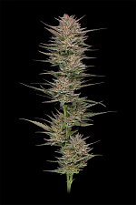 Raspberry Parfait fem (HmbS) (5 шт.)