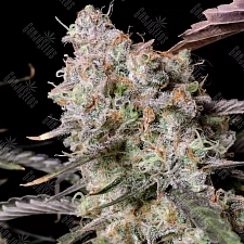 Auto Zkittlez OG feminised Ganja Seeds (7 шт.)