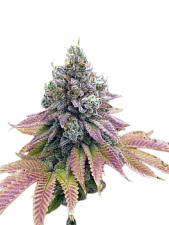 Auto Strawberry Banana genetics autofem (IZI) (5+2 шт.)