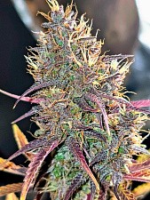 Tropicana Cookies Auto autofem (FsBd) (25 шт.)