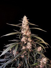 Original Auto Amnesia Haze autofem (FsBd) (1 шт.)