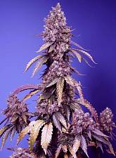 Black Muffin F1 Fast Version fem (SwS) (3+1 шт.)