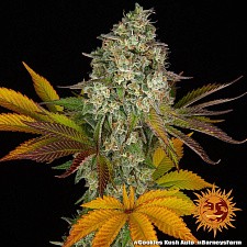 Cookies Kush Auto autofem (Brn) (5 шт.)