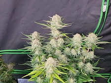 Apricot Auto autofem (FsBd) (10 шт.)