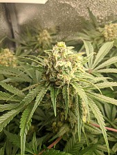Orange Sherbet FF (FsBd) (5 шт.)