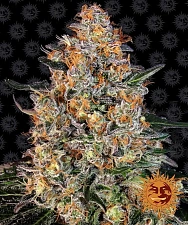 Bubba Kush fem (Brn) (10 шт.)