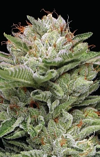 Durban Poison Auto autofem (HmbS) (5 шт.)