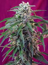Green Poison Auto autofem (SwS) (3+1 шт.)