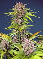 Mimosa Bruce Banner XL Auto autofem (SwS) (25 шт.)