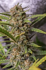 Original Auto Trainwreck autofem (FsBd) (10 шт.)