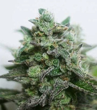 Delimed CBD Plus (Delicious Seeds) - 3шт.