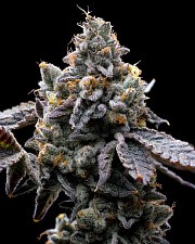 GMO Cookies fem (Brn) (10 шт.)