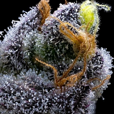 Garlic Cookies fem (Brn) (1 шт.)