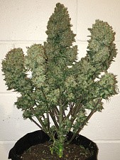 West Coast O.G. autofem (FsBd) (5 шт.)