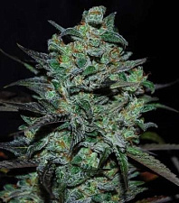 Northern Light Blue THC-FREE (Delicious Seeds) - 3шт.