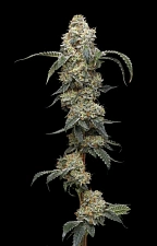Farmers Daughter fem (HmbS) (3 шт.)