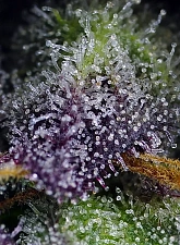 Super Boof XL Auto autofem (SwS) (5+2 шт.)