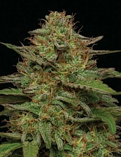 Strawberry Cheesecake fem (HmbS) (3 шт.)