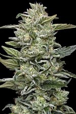 Honey Bear fem (HmbS) (3 шт.)