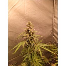 Grease Dog Auto Fem (5+1 шт.)