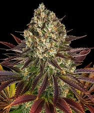 Biscotti fem (Brn) (3 шт.)