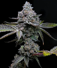 Apple Fritter fem (Brn) (10 шт.)