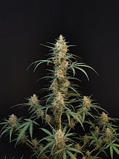 Original Auto Chemdawg autofem (FsBd) (5 шт.)