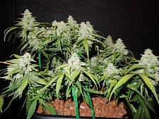 Green Crack autofem (FsBd) (10 шт.)